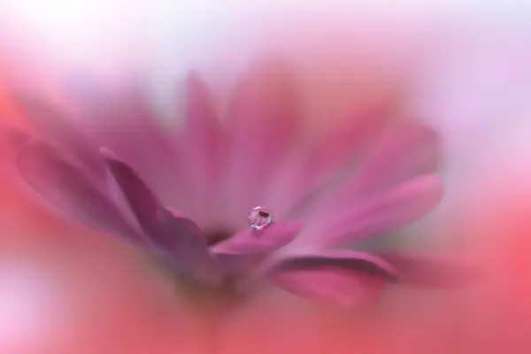 Güzel Macro Fotografı Renkli Çiçekler Sınır Sanat Tasarımı Sihirli Işık — Stok fotoğraf