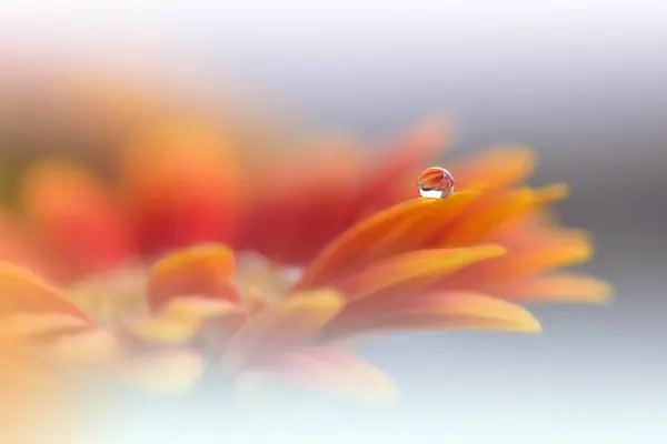 Beautiful Macro Photo.Colorful Flowers.Border Art Design.Magic Light.Close up Photography.Conceptual Abstract Image.Orange Background.Fantasy Floral Art.Creative Wallpaper.Beautiful Nature Background.Amazing Spring Flower.Water Drop.Copy Space.Drop.