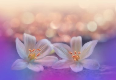 Güzel Makro Fotoğraf. Renkli Çiçekler. Sınır Sanat Tasarımı. Sihirli Işık. Fotoğraf: Kavramsal Soyut Resim. Pembe ve Mavi Arkaplan. Fantezi Sanat. Yaratıcı Duvar Kağıdı.