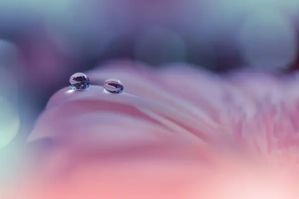 Beautiful Macro Photo.Colorful Flowers.Border Art Design.Magic Light.Close up Photography.Conceptual Abstract Image.Pink and Blue Background.Fantasy Floral Art.Creative Wallpaper.Beautiful Nature Background.Amazing Spring Flower.Water Drop.Copy Space