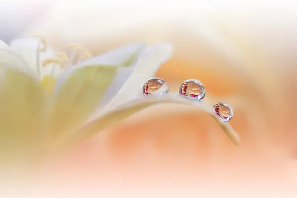 Beautiful Macro Photo.Colorful Flowers.Border Art Design.Magic Light.Close up Photography.Conceptual Abstract Image.Orange Background.Fantasy Floral Art.Creative Wallpaper.Beautiful Nature Background.Amazing Spring Flower.Water Drop.Copy Space.