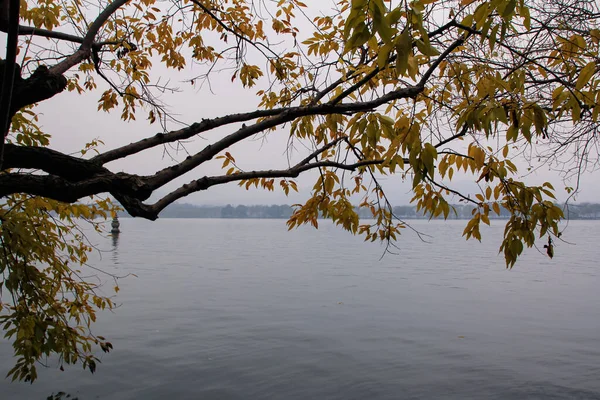 Gelber Herbstbaum Vordergrund Und Die Ruhige Meereslandschaft Mit Einer Baumreihe — Stockfoto