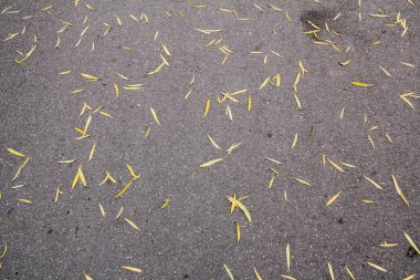 Sarı yapraklar yerde. Arkaplan kullanımı için.