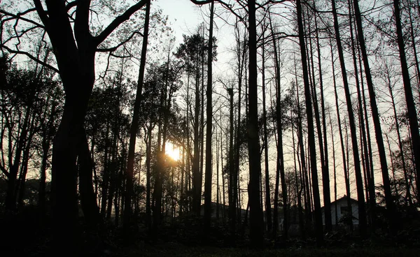 Forêt Sombre Avec Rayons Soleil Maisons Silhouette Coucher Soleil West — Photo