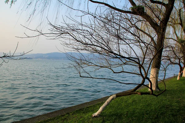 一棵抵御风的树 一个平静的海景背景 旅行概念 西湖杭州人民公园中国 — 图库照片