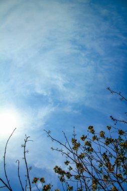 Açık mavi gökyüzünün alttaki manzarasında güneş ve ağaçta açan çiçek. Arkaplan, duvar kağıdı, dijital sanatsal kullanım vesaire için..