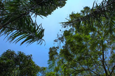 Mavi gökyüzü arkaplanlı ağacın alt görüntüsü. Ağaçların çerçevesi. Mavi gökyüzü ve beyaz bulutlar. Arkaplan, duvar kağıdı, dijital sanatsal kullanım vesaire için..