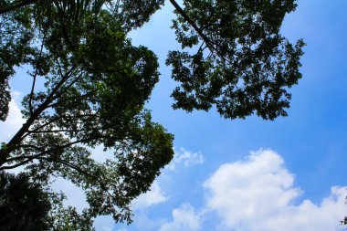 Mavi gökyüzü arkaplanlı ağacın alt görüntüsü. Ağaçların çerçevesi. Mavi gökyüzü ve beyaz bulutlar. Arkaplan, duvar kağıdı, dijital sanatsal kullanım vesaire için..