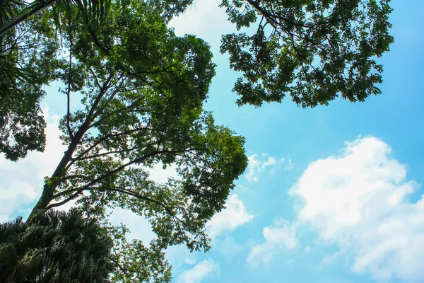 stock image Bottom view of the tree with blue sky background. Trees frame. Blue sky and white clouds. For background, wallpaper, digital artwork use and etc..