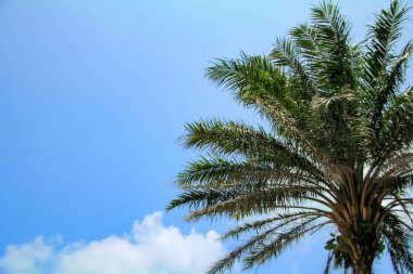 Mavi arkaplanlı palmiye ağacının alçak açılı görüntüsü. Sağ tarafta palmiye ağacı var. Arkaplan, duvar kağıdı, dijital sanat kullanımı.