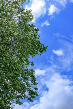 Mavi gökyüzü olan yeşil ağaçların alçak açılı görüntüsü. Sağ taraftaki ağaç bulutlu mavi gökyüzüne karşı. Arkaplan, duvar kağıdı, dijital sanat kullanımı.