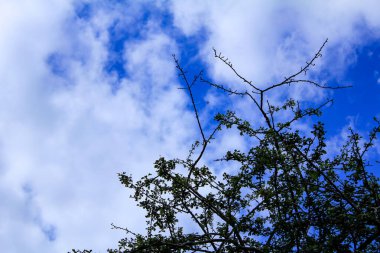 Ağaç ve ağaç yapraklarının alttaki manzarası. Güneş ışığı ve güzel mavi gökyüzü. Mavi gökyüzü ve yeşil ağaçlar. Çarpıcı doğal sahne..