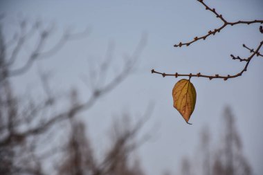 Ağaçların dallarındaki sarı yaprakların yakın plan görüntüsü ve arka plan olarak mavi gökyüzü.. 