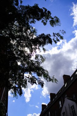 Ağaç ve ağaç yapraklarının alttaki manzarası. Güneş ışığı ve güzel mavi gökyüzü. Mavi gökyüzü ve yeşil ağaçlar. Çarpıcı doğal sahne..