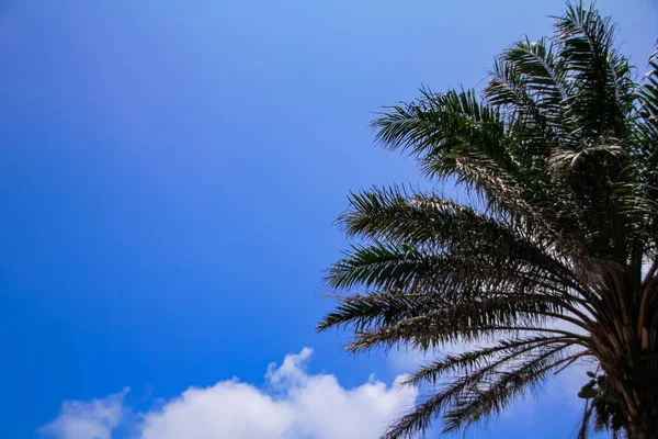 Low Angle View Palm Tree Blue Sky Background Palm Tree — Stock Photo, Image