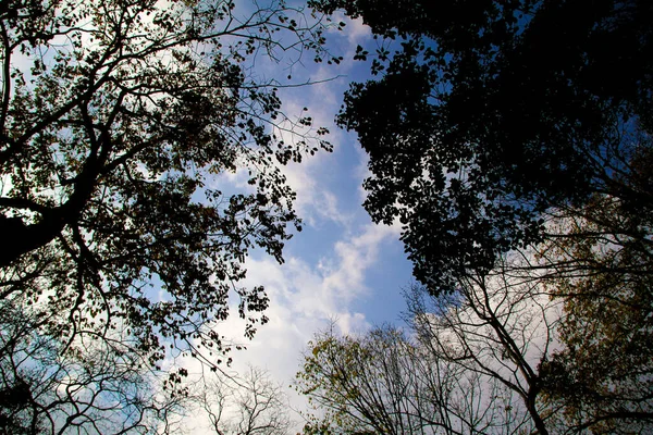 Vista Ángulo Bajo Los Árboles Con Cielo Azul Estructura Árboles — Foto de Stock