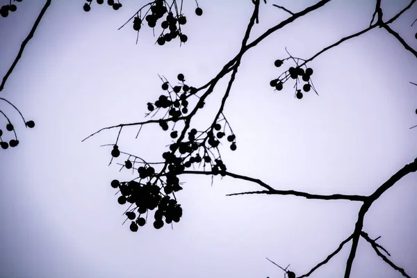 Vista Inferior Árvore Chinaberry Silhueta Fundo Claro Com Silhueta Árvore — Fotografia de Stock
