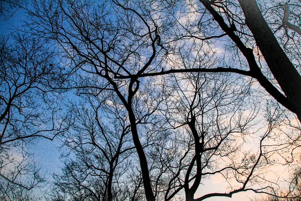 Vista Baixo Ângulo Árvores Nuas Com Retroiluminação Pôr Sol Noite — Fotografia de Stock