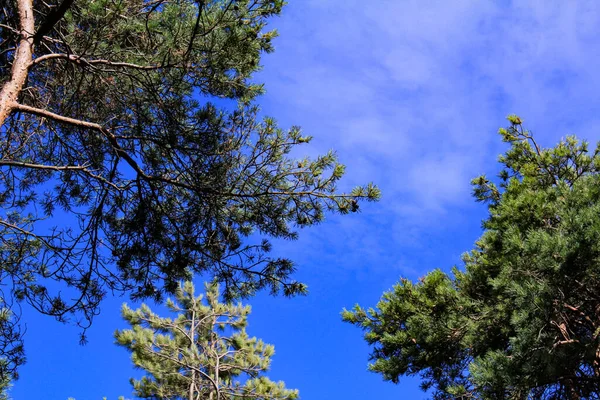 stock image Low angle view of trees with the blue sky. Trees frame. For background, wallpaper, digital artwork use.