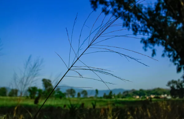 Närbild Vass Gräs Med Blå Himmel Och Träd Bakgrunden Naturligt — Stockfoto