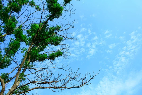 Sudut Rendah Melihat Pohon Hijau Dengan Langit Biru Untuk Latar — Stok Foto