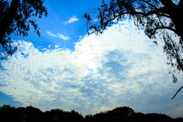 Vue Bas Des Grands Arbres Ciel Bleu Avec Nuages Blancs — Photo