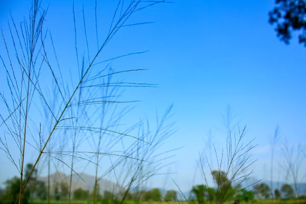 Close Reeds Grass Blue Sky Trees Background Natural Concept — Stock Photo, Image