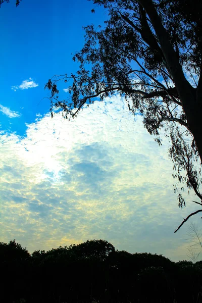Blick Von Unten Auf Große Bäume Und Blauen Himmel Mit — Stockfoto