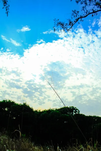 Pendekatan Alang Alang Rumput Dengan Langit Biru Dan Awan Padat — Stok Foto