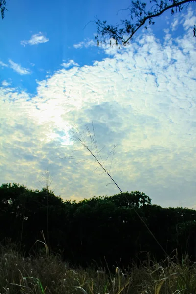 Pendekatan Alang Alang Rumput Dengan Langit Biru Dan Awan Padat — Stok Foto