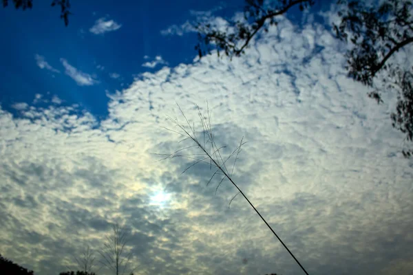 Крупним Планом Очеретяна Трава Блакитним Небом Щільними Хмарами Сонцем Задньому — стокове фото