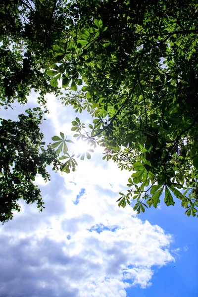 stock image Bottom view of green tree leaves with backlit from sunlight and stunning cloudscape. Blue sky and green trees. Stunning natural scene and summer scene.