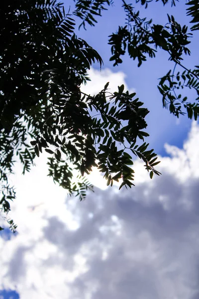 Blick Von Unten Auf Den Baum Und Die Baumblätter Mit — Stockfoto