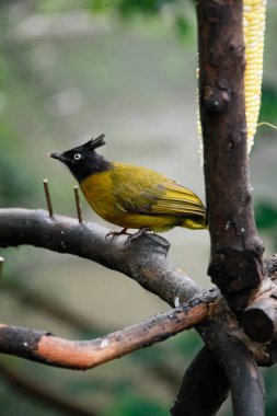 Ağaç dalındaki siyah ibikli bir bültenin yakın çekimi. Ağaç dalında bir kuş. Vahşi hayvan sahnesi.
