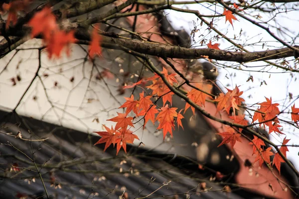 The close-up of red maple leaves with Chinese style rooftop in the background. Natural and travel concept. For background, wallpaper, digital artwork use.