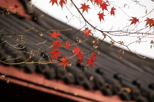 Zbliżenie Czerwony Klon Liście Chińskim Stylu Dachu Tle Naturalna Podróżnicza — Zdjęcie stockowe