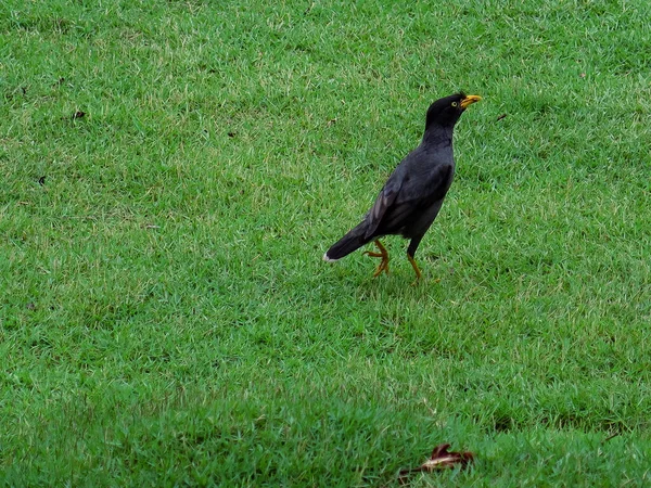 Ein Javanischer Myna Vogel Steht Auf Dem Grünen Gras Vogel — Stockfoto