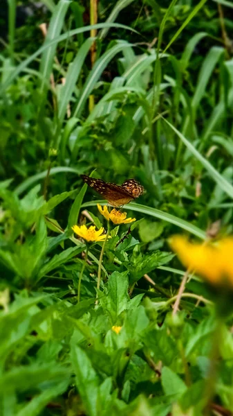 Die Nahaufnahme Eines Schmetterlings Beim Nektarsammeln Auf Der Gelben Wildblume — Stockfoto