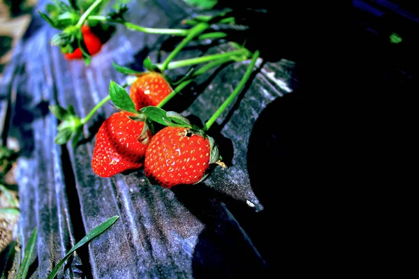 農場に緑の葉を持つイチゴのクローズアップ 庭の太陽の下で赤と新鮮なイチゴ 食と自然概念 — ストック写真