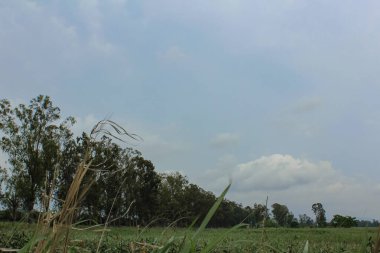 Ormanın alçak açısı ve çarpıcı bulutların altındaki ağaçlar. Hong Kong kırsal kesimde. Seyahat ve doğa fotoğrafı..