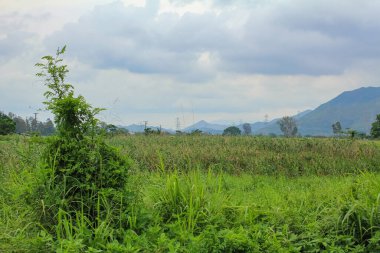Gün batımında tarlanın manzarası ve arka planda ağaçlar. Çimenler tarlada. Kırsal alan, çarpıcı doğa sahnesi ve seyahat sahnesi.