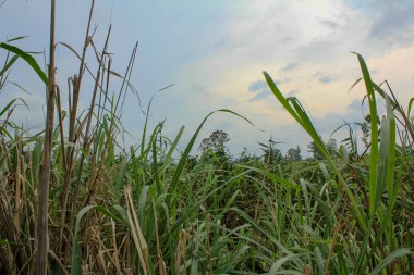 Gün batımında ormandaki çimlerin yakın çekimi. Kırsal alan ve doğa sahnesi. Yazın tarla.