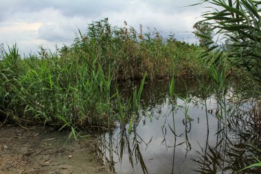 Kırsal manzara, göldeki bitkinin odak noktası arka planda bulutlu gökyüzünün altındaki ağaçlar. Seyahat ve doğa sahnesi.