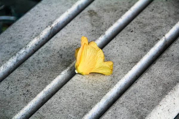 Ein Gelber Blütenkopf Auf Der Bank — Stockfoto