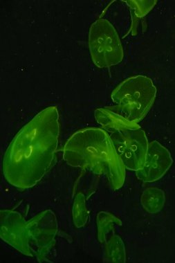 Renkli hareket eden denizanası. Denizanasına yakın çekim yap. Sudaki denizanası. Hayvan konsepti.