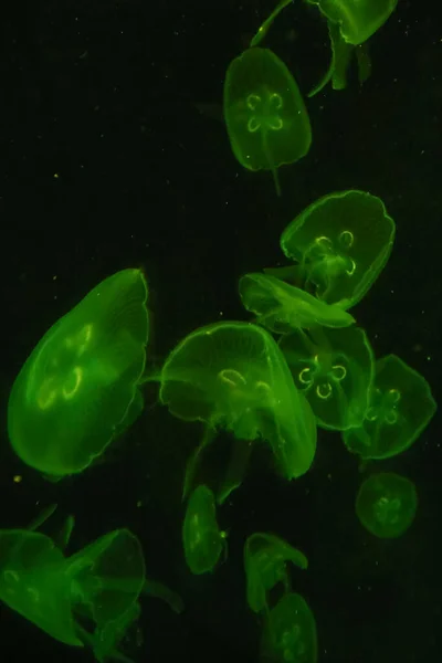 Медузы Движении Цвете Крупный План Медузы Медузы Воде Концепция Животных — стоковое фото