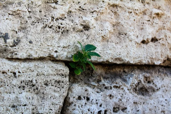 Eine Pflanze Die Spalt Des Steins Wächst Naturszene — Stockfoto