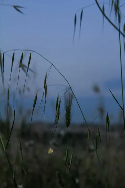Focus of the common wild oat under the sunset in the public park.  Wild oat plant in front of the defocused field. Travel and nature scene.