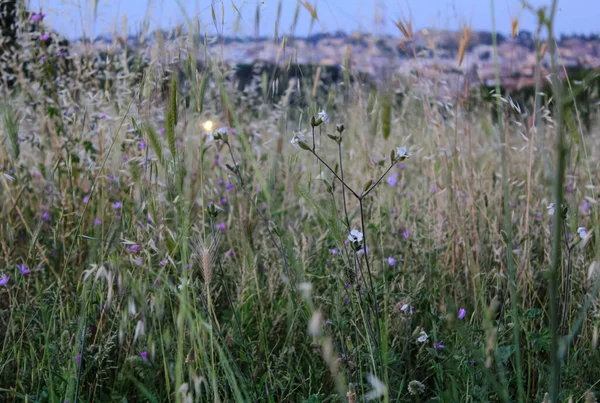 Die Nahaufnahme Von Wildblumen Bei Sonnenuntergang Einem Öffentlichen Park Italien — Stockfoto