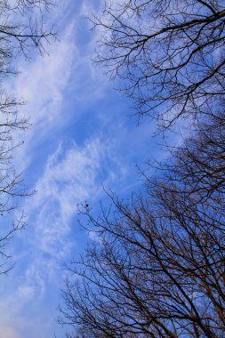 Kış mevsiminde mavi gökyüzü ve güneşli çıplak ağacın alçak açısı. Gökyüzüne bakıyorum. Ağaç dalları çerçevesi. Kırsal alan ve doğa manzarası.